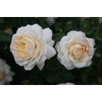 Crocus Rose / Крокус Роуз